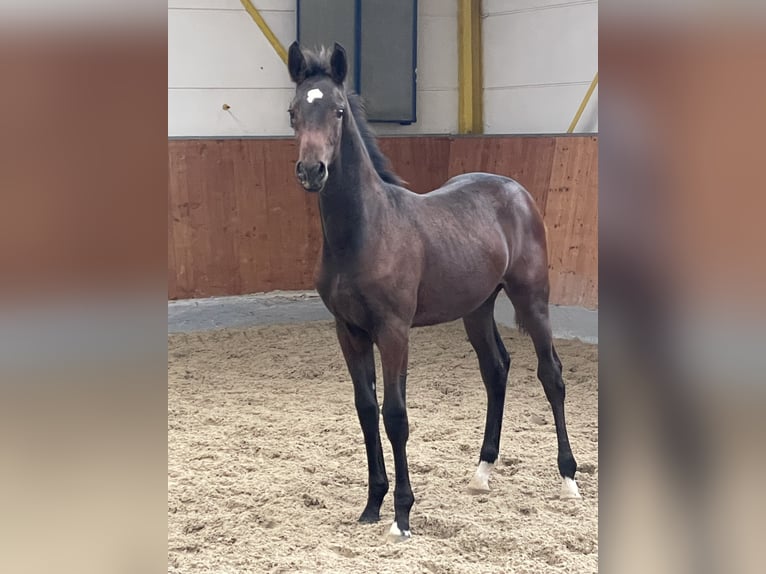 Hanoverian Stallion 1 year Bay-Dark in Rees