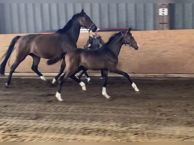 Hanoverian Stallion 1 year Bay-Dark in Ricklingen