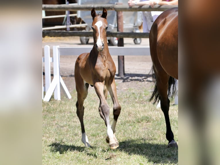 Hanoverian Stallion 1 year Bay-Dark in Ricklingen