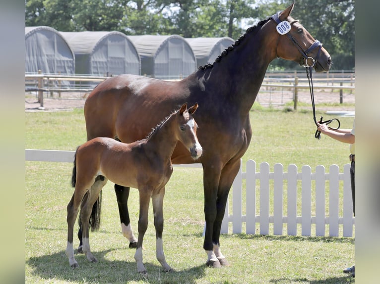 Hanoverian Stallion 1 year Bay-Dark in Ricklingen