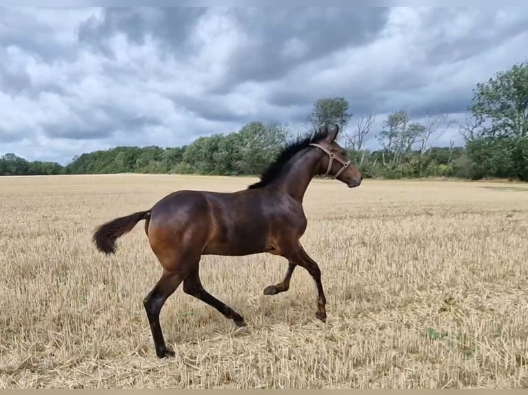 Hanoverian Stallion 1 year Bay-Dark in Magdeburg