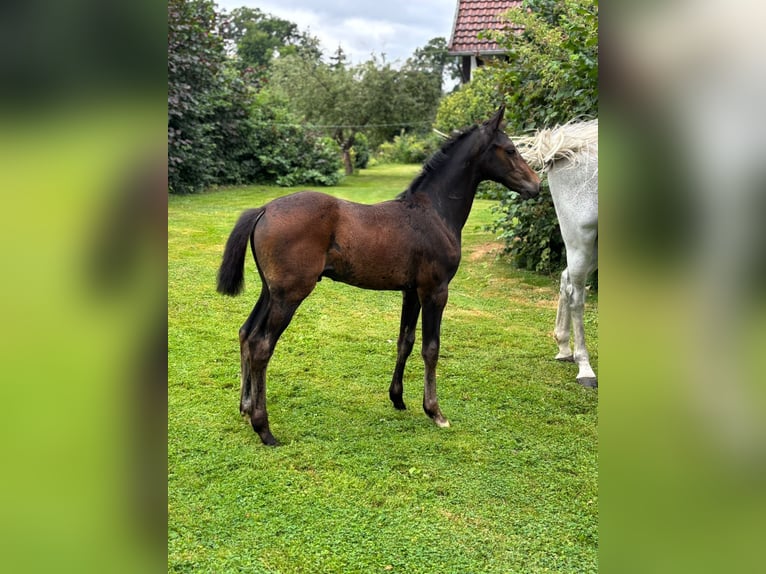 Hanoverian Stallion 1 year Bay-Dark in Petershagen