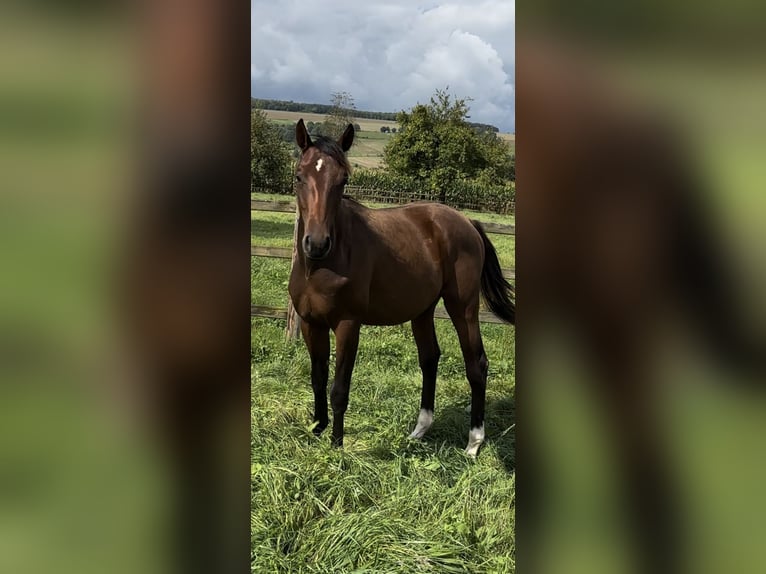 Hanoverian Stallion 1 year Bay-Dark in Hannoversch Münden