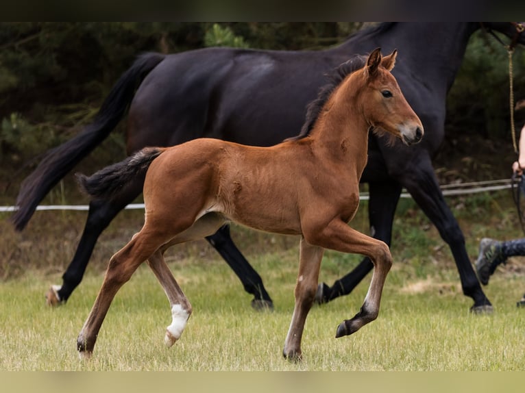 Hanoverian Stallion 1 year Bay in DUSZNIKI