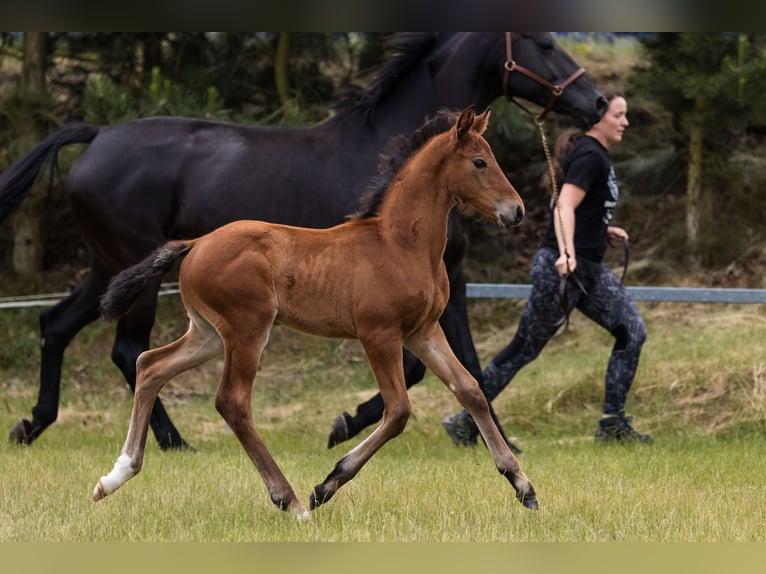Hanoverian Stallion 1 year Bay in DUSZNIKI