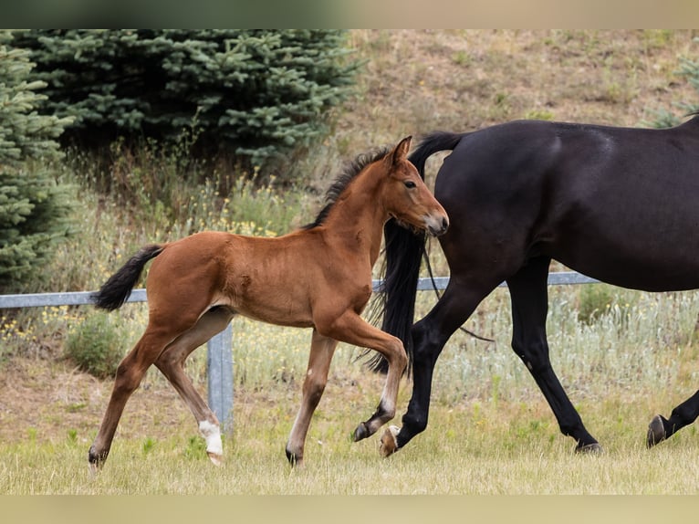Hanoverian Stallion 1 year Bay in DUSZNIKI