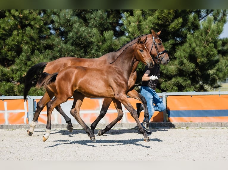 Hanoverian Stallion 1 year Bay in Duszniki