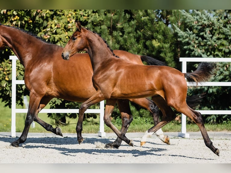 Hanoverian Stallion 1 year Bay in Duszniki
