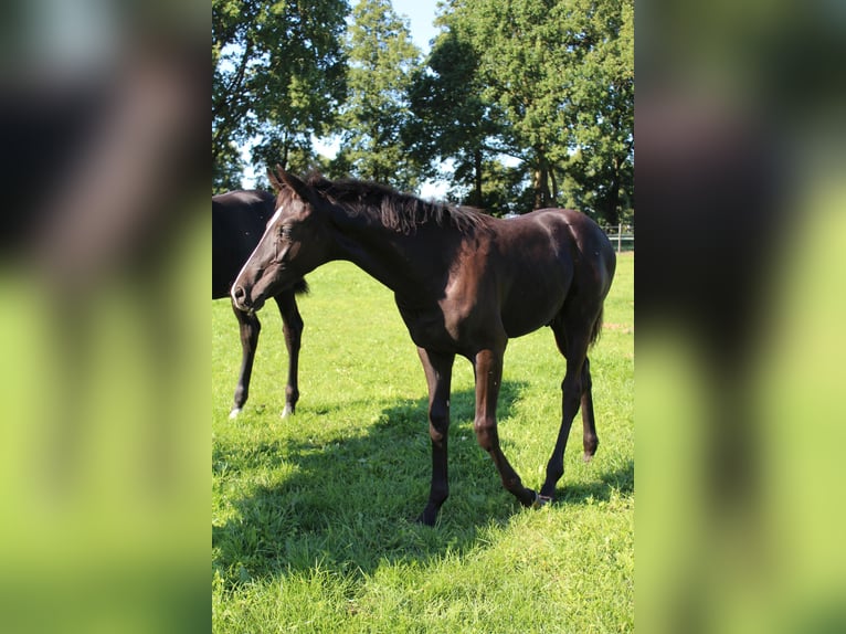 Hanoverian Stallion 1 year Black in Adelheidsdorf