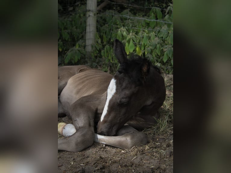 Hanoverian Stallion 1 year Black in Hamersen