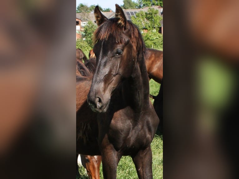 Hanoverian Stallion 1 year Black in Hankensbüttel