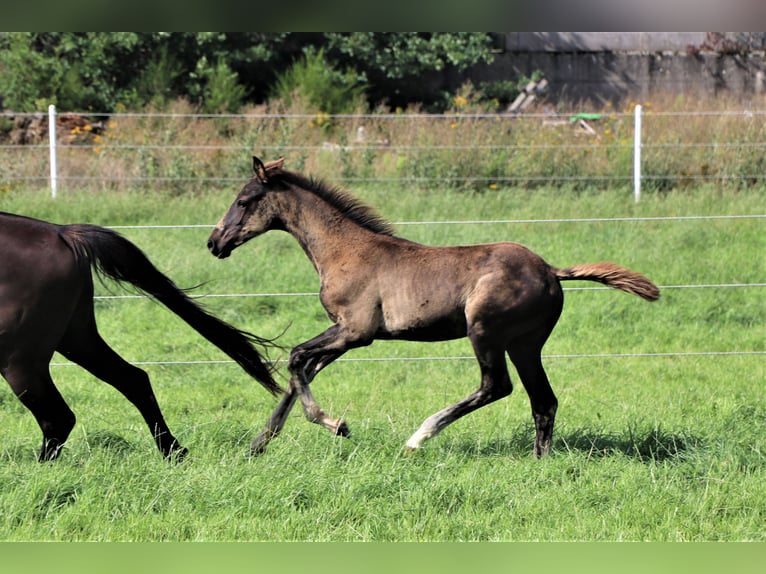 Hanoverian Stallion 1 year Black in Hankensbüttel