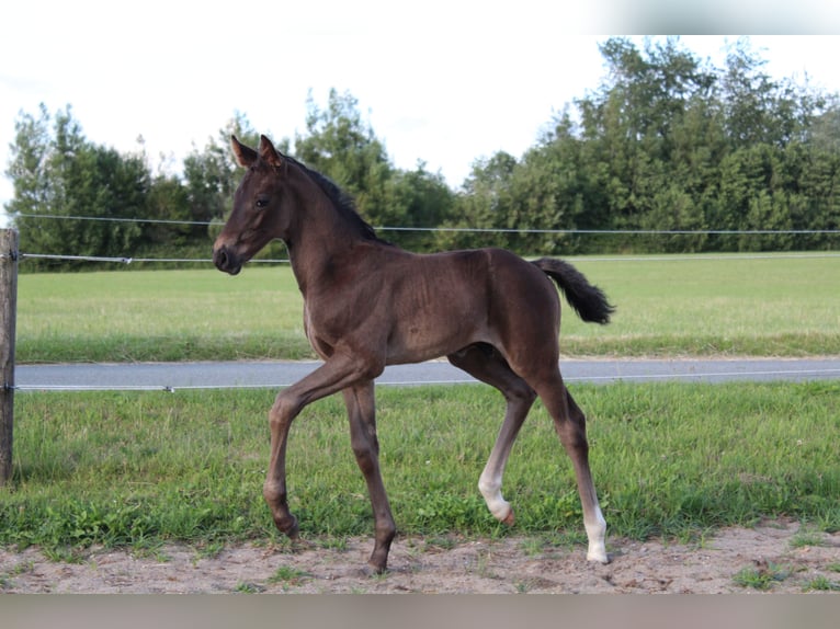 Hanoverian Stallion 1 year Black in Glücksburg
