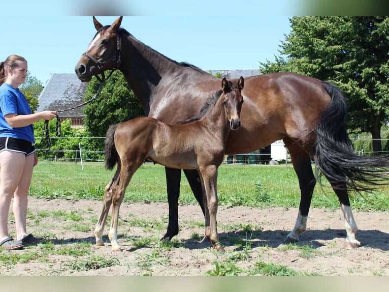 Hanoverian Stallion 1 year Black in Glücksburg