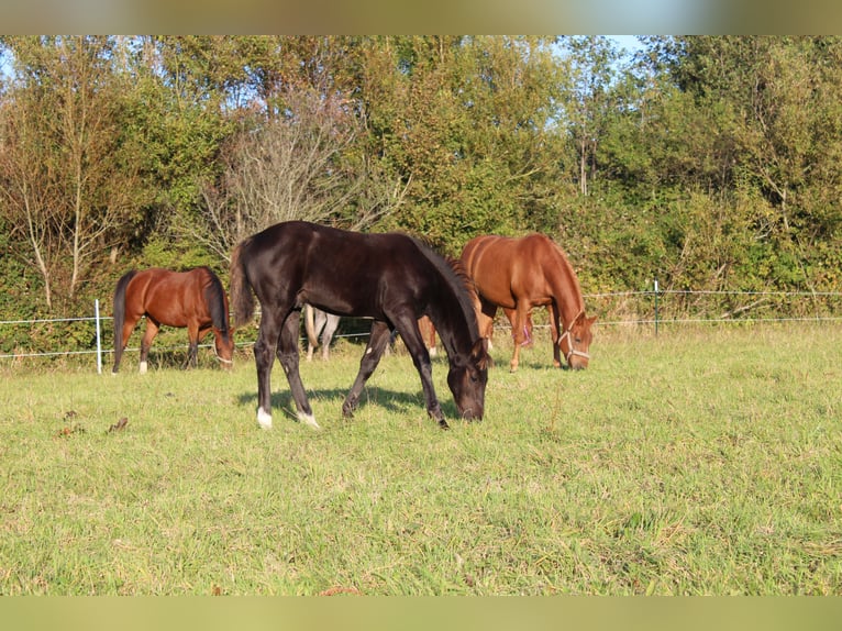 Hanoverian Stallion 1 year Black in Glücksburg