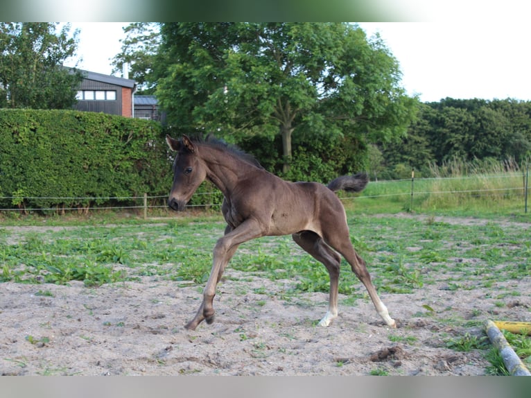Hanoverian Stallion 1 year Black in Glücksburg