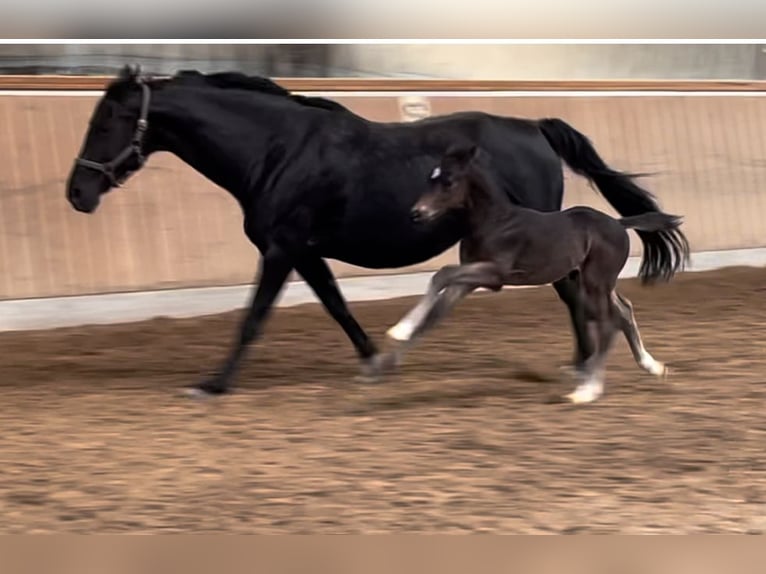 Hanoverian Stallion 1 year Black in Essen