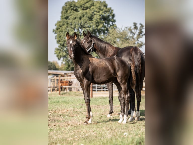 Hanoverian Stallion 1 year Black in Grasberg