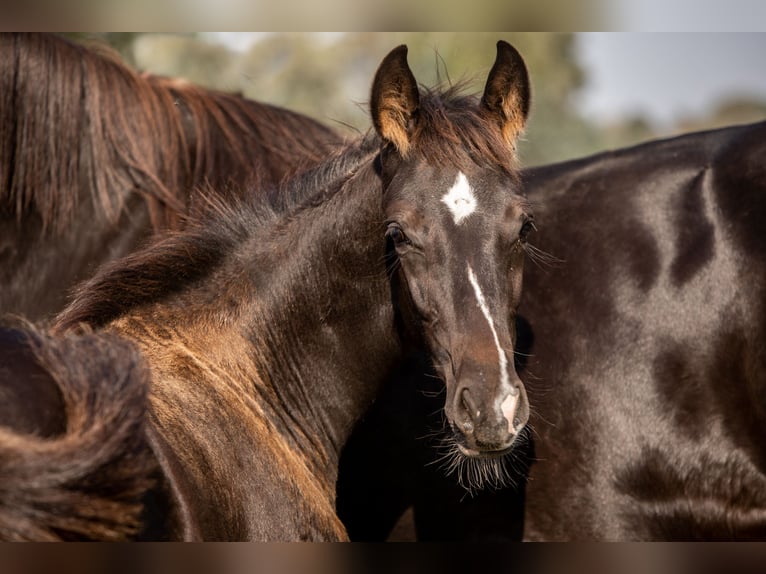 Hanoverian Stallion 1 year Black in Grasberg
