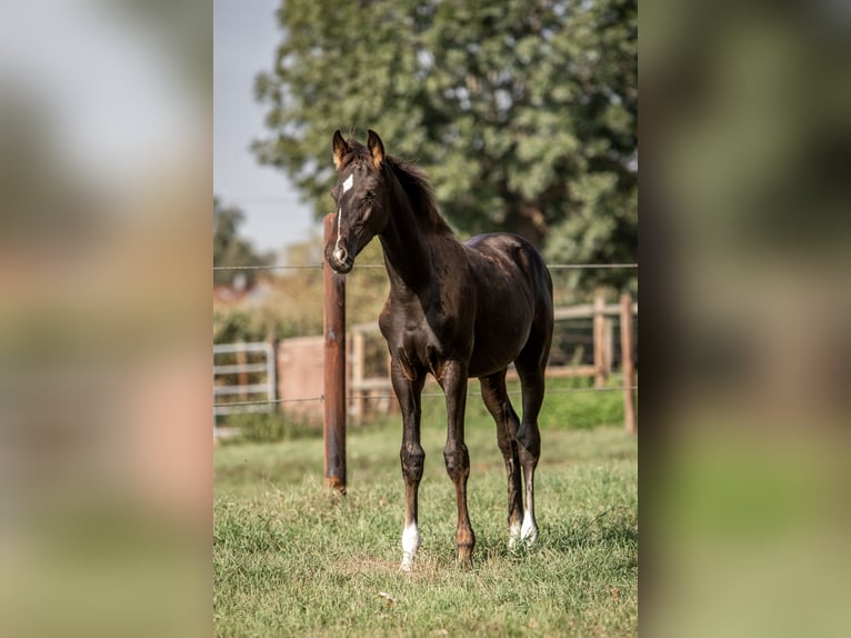 Hanoverian Stallion 1 year Black in Grasberg