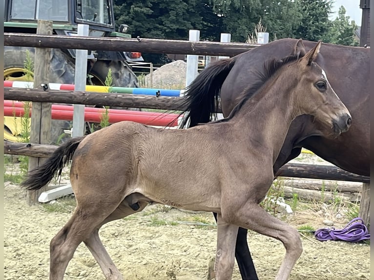 Hanoverian Stallion 1 year Black in Kevelaer