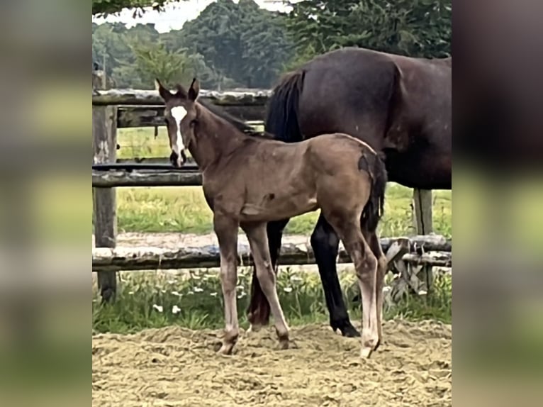 Hanoverian Stallion 1 year Black in Kevelaer