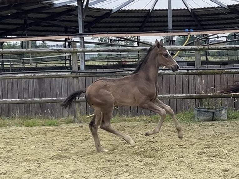 Hanoverian Stallion 1 year Black in Kevelaer