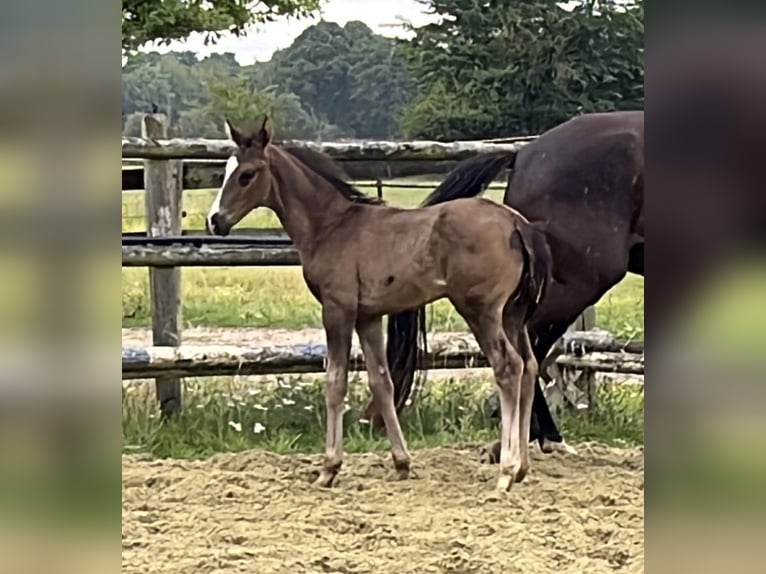 Hanoverian Stallion 1 year Black in Kevelaer