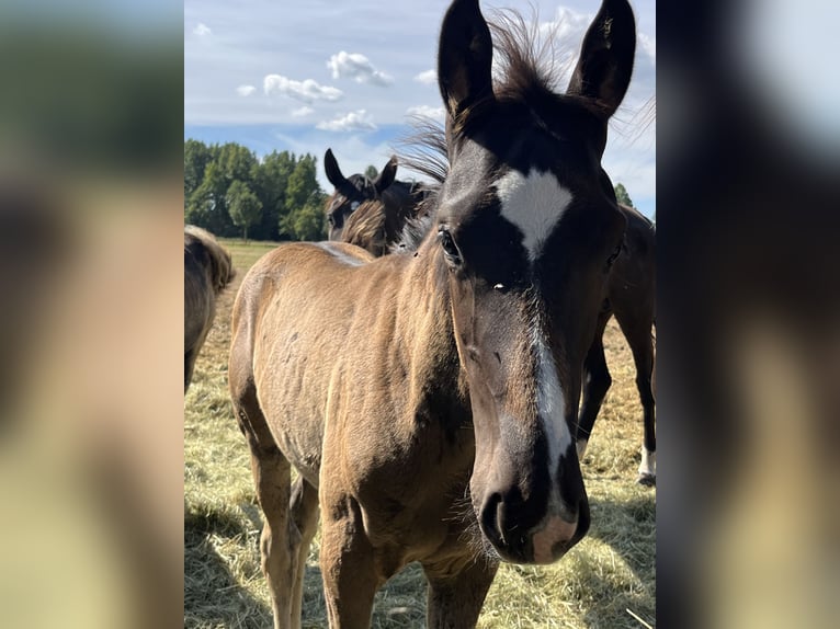 Hanoverian Stallion 1 year Black in Kevelaer