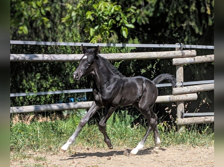 Hanoverian Stallion 1 year Black in Meisenheim