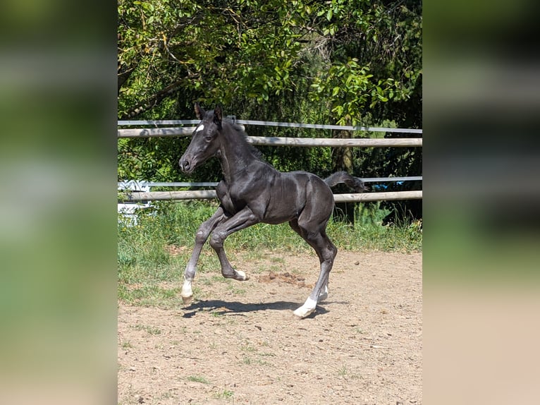 Hanoverian Stallion 1 year Black in Meisenheim