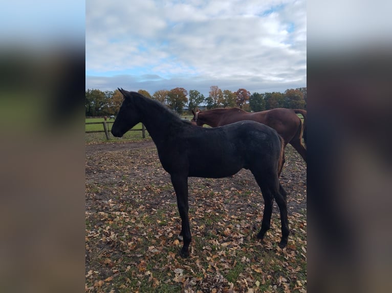 Hanoverian Stallion 1 year Black in Rotenburg (Wümme)
