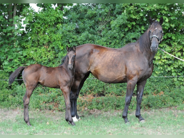 Hanoverian Stallion 1 year Black in Strausberg