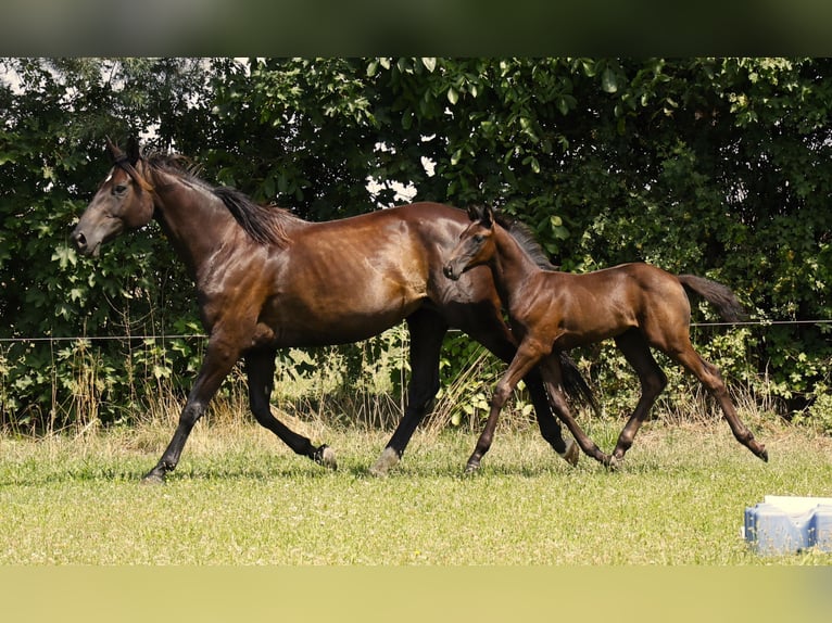 Hanoverian Stallion 1 year Black in Strausberg