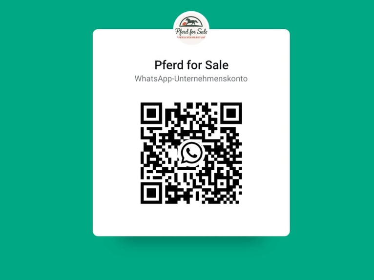 Hanoverian Stallion 1 year Black in Vierlinden Friedersdorf