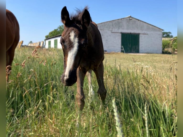 Hanoverian Stallion 1 year Black in Vierlinden Friedersdorf