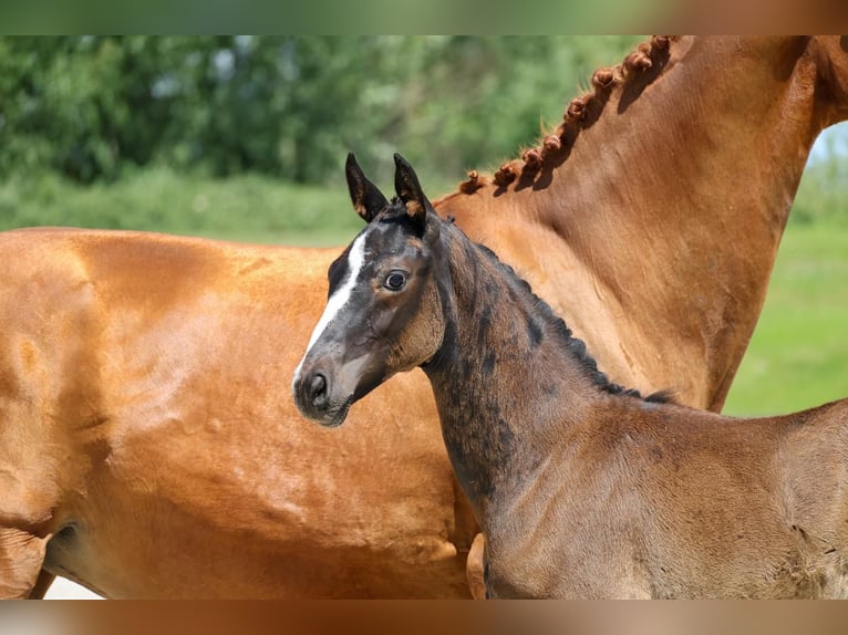 Hanoverian Stallion 1 year Black in Vierlinden Friedersdorf