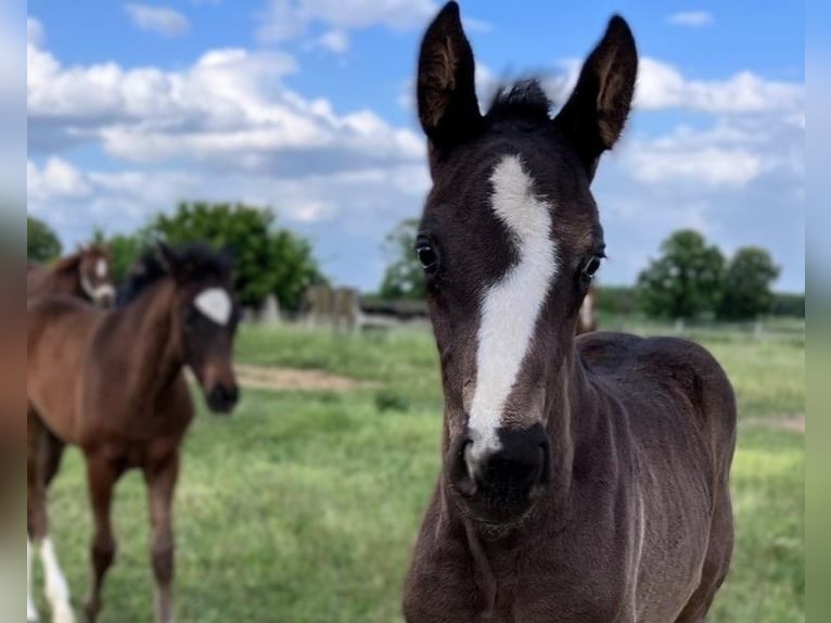 Hanoverian Stallion 1 year Black in Vierlinden Friedersdorf