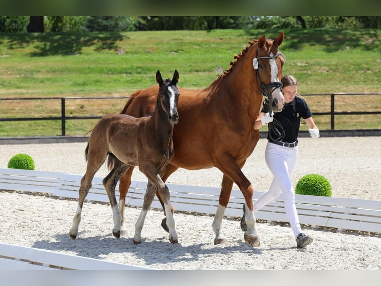 Hanoverian Stallion 1 year Black in Vierlinden Friedersdorf