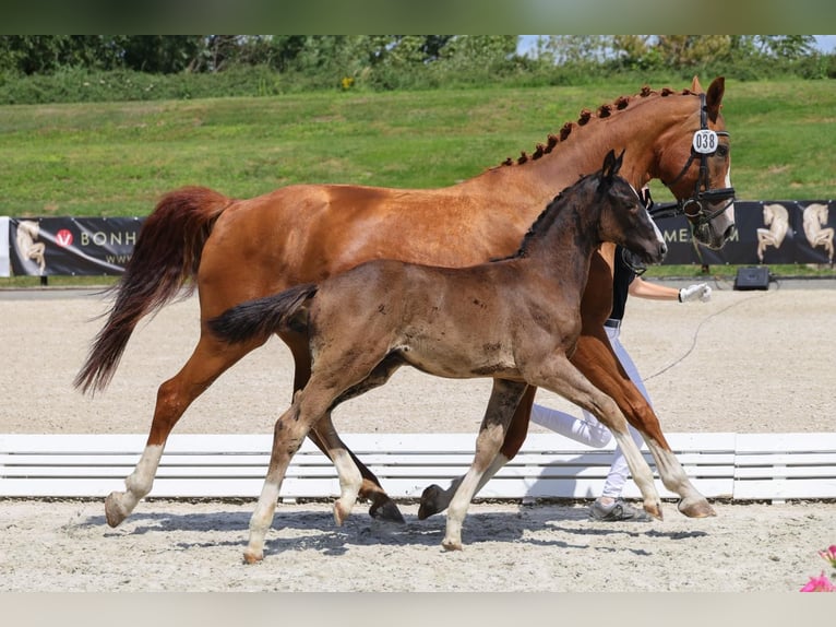 Hanoverian Stallion 1 year Black in Vierlinden Friedersdorf