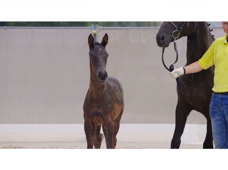 Hanoverian Stallion 1 year Black in Breddorf