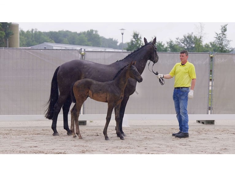 Hanoverian Stallion 1 year Black in Breddorf