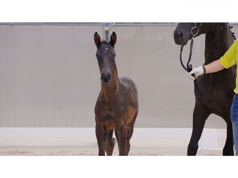 Hanoverian Stallion 1 year Black in Breddorf