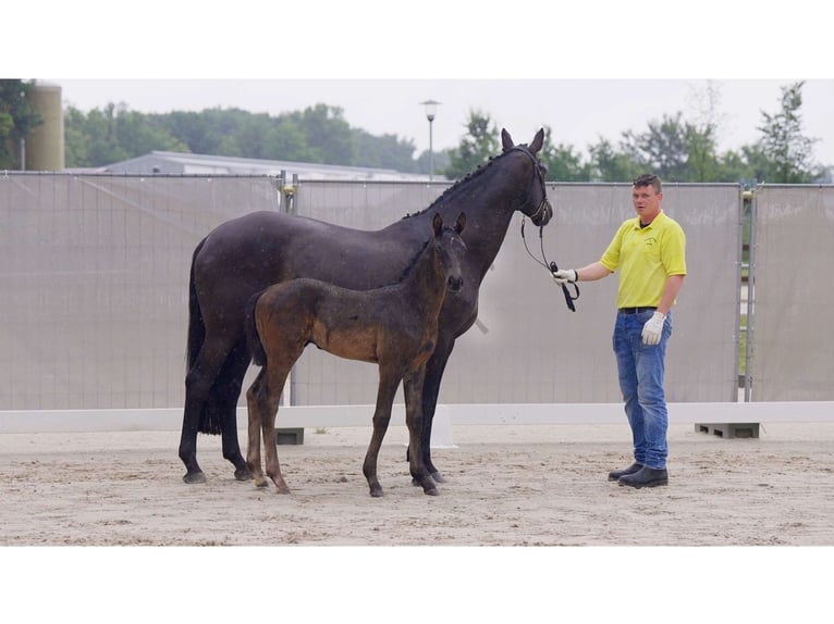 Hanoverian Stallion 1 year Black in Breddorf