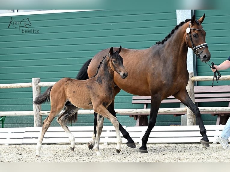 Hanoverian Stallion 1 year Brown in Bohmte