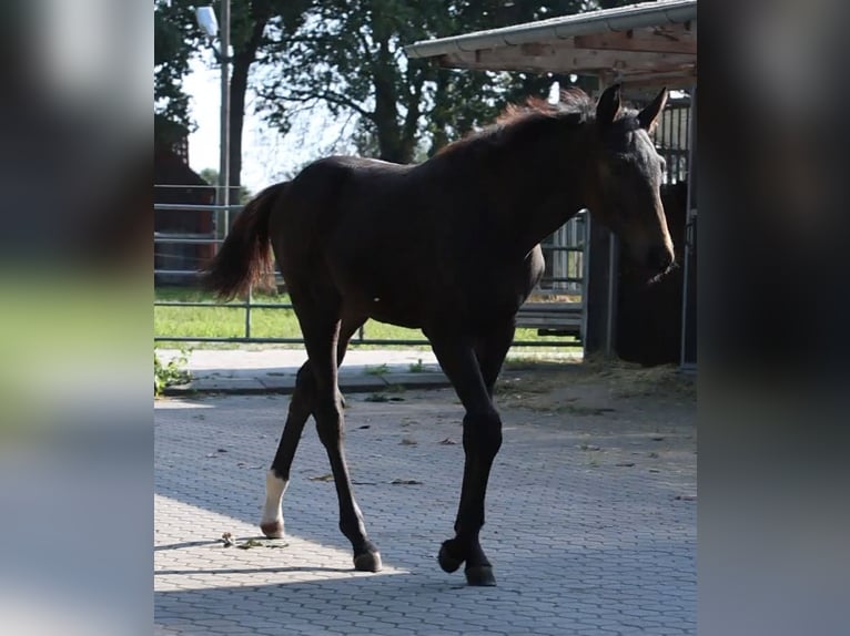 Hanoverian Stallion 1 year Brown in Grasberg
