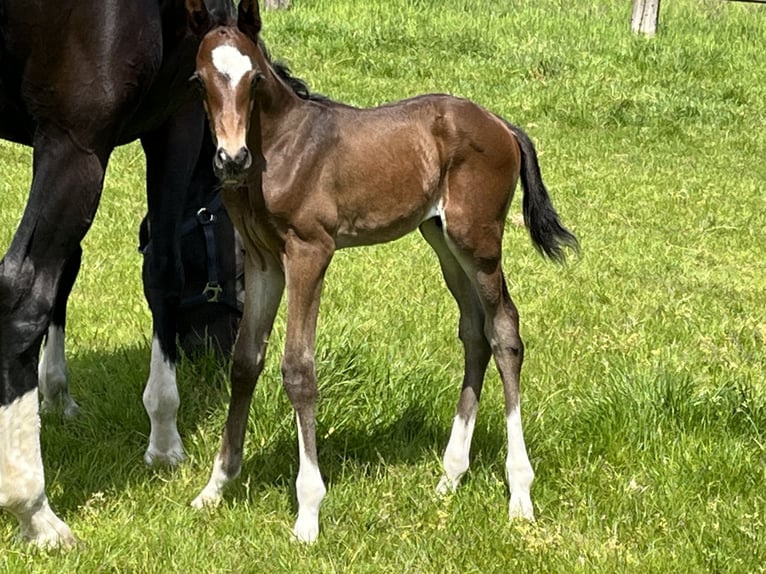 Hanoverian Stallion 1 year Brown in Cloppenburg