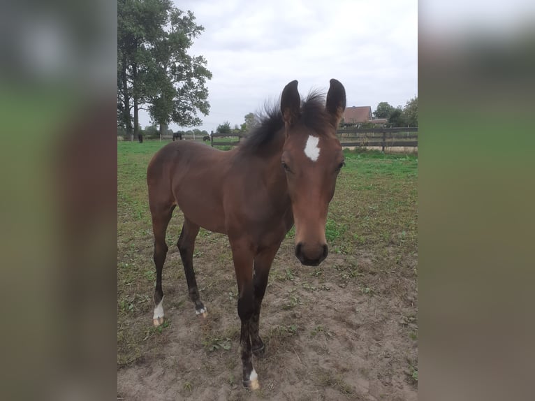 Hanoverian Stallion 1 year Brown in Edemissen