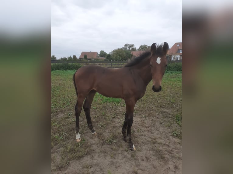 Hanoverian Stallion 1 year Brown in Edemissen