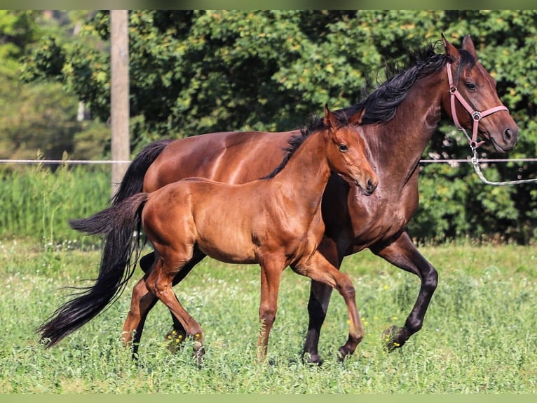 Hanoverian Stallion 1 year Brown in Calau